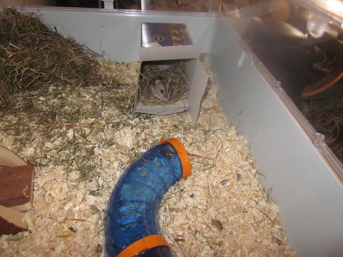 Dværghamster Betteski billede 5