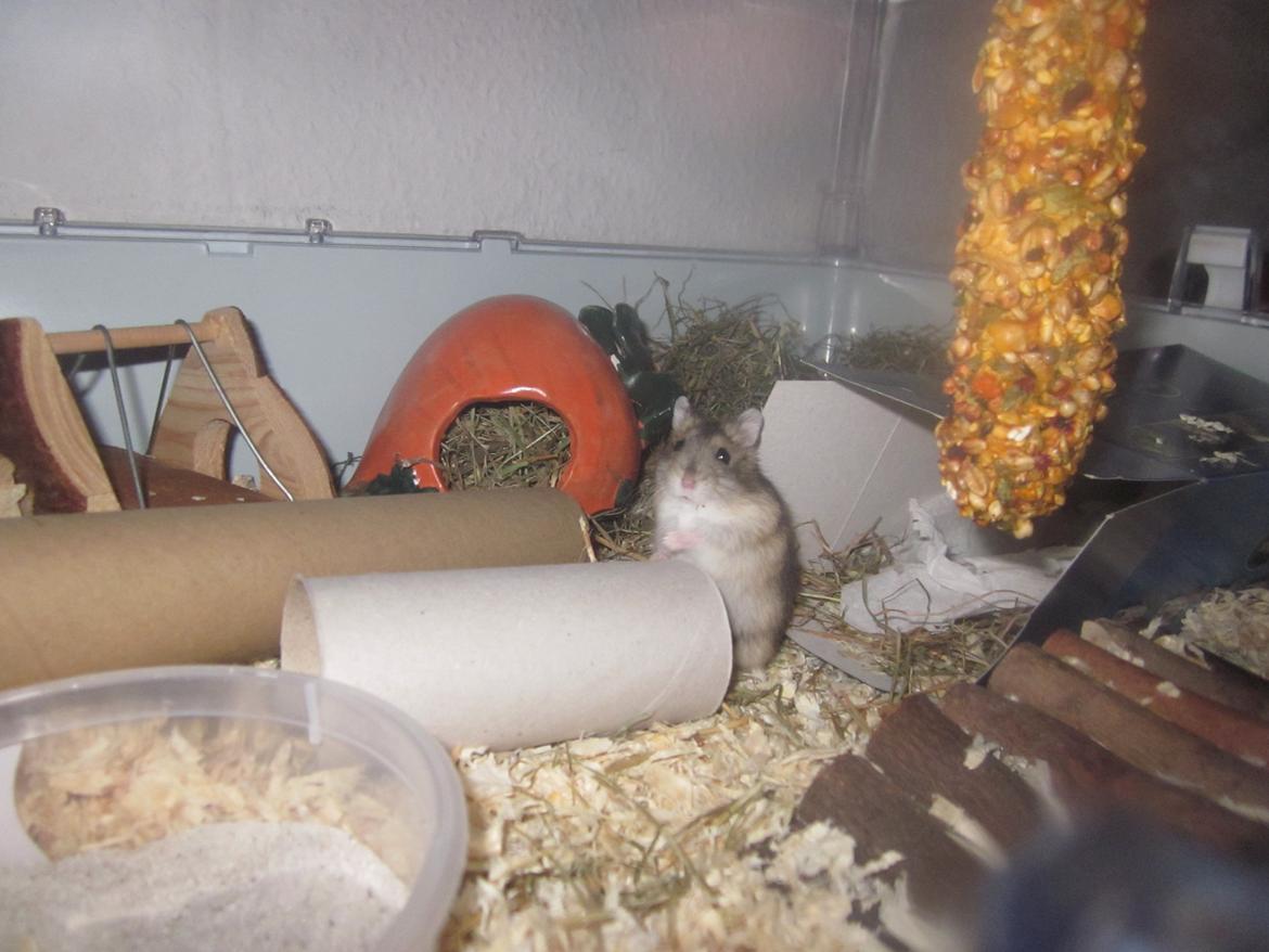 Dværghamster Betteski billede 7