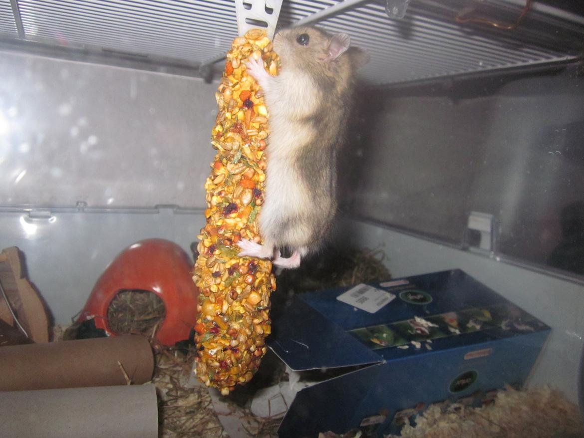 Dværghamster Betteski billede 3