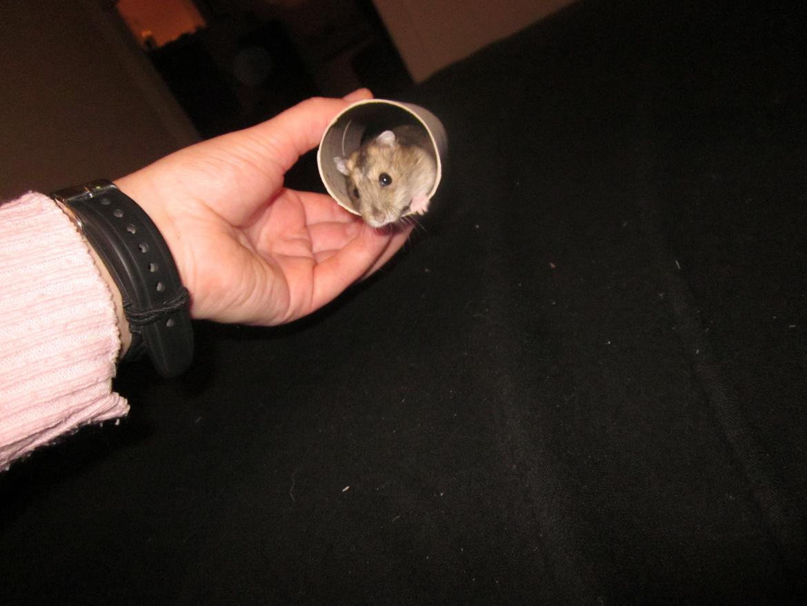 Dværghamster Betteski billede 8