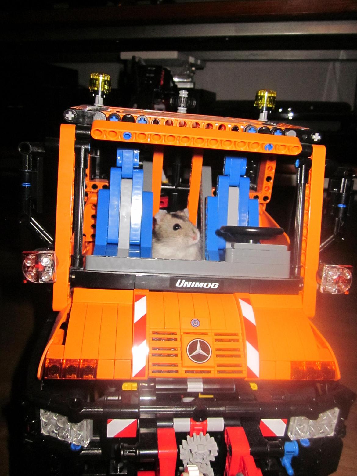 Dværghamster Betteski billede 2