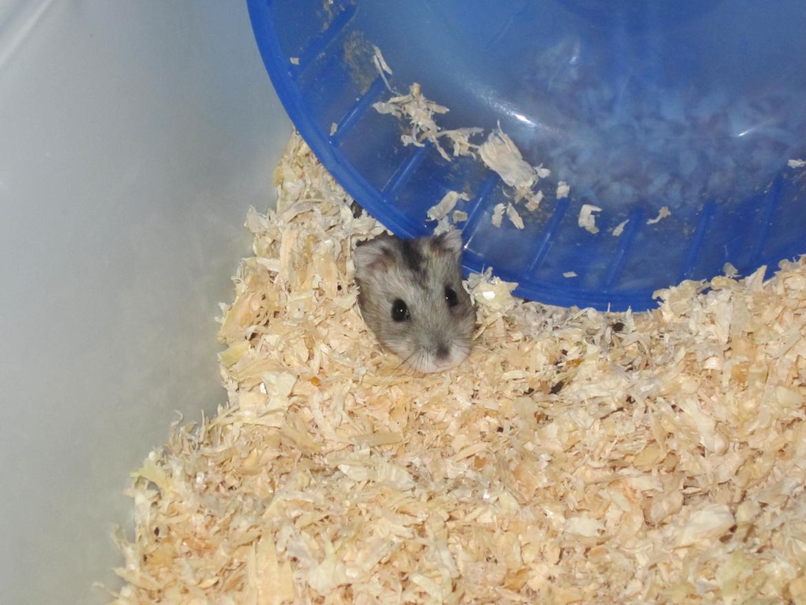 Dværghamster Betteski billede 9