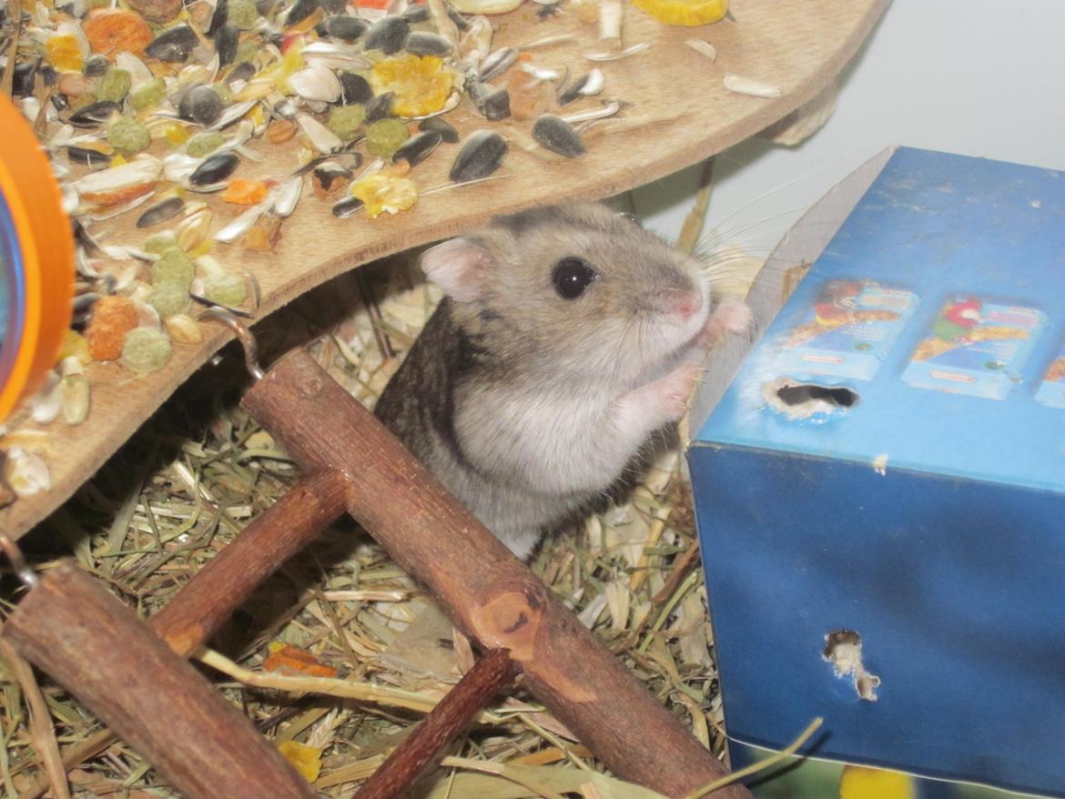 Dværghamster Betteski billede 1