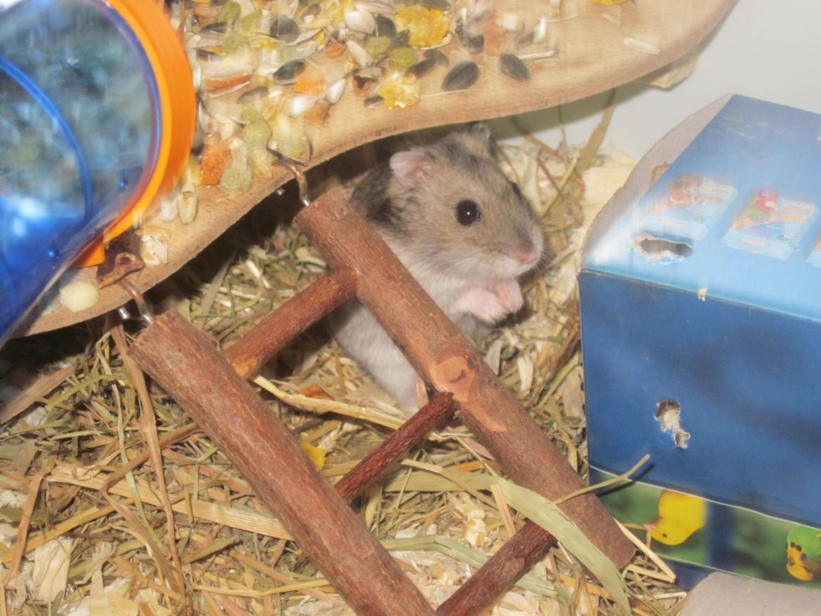 Dværghamster Betteski billede 10