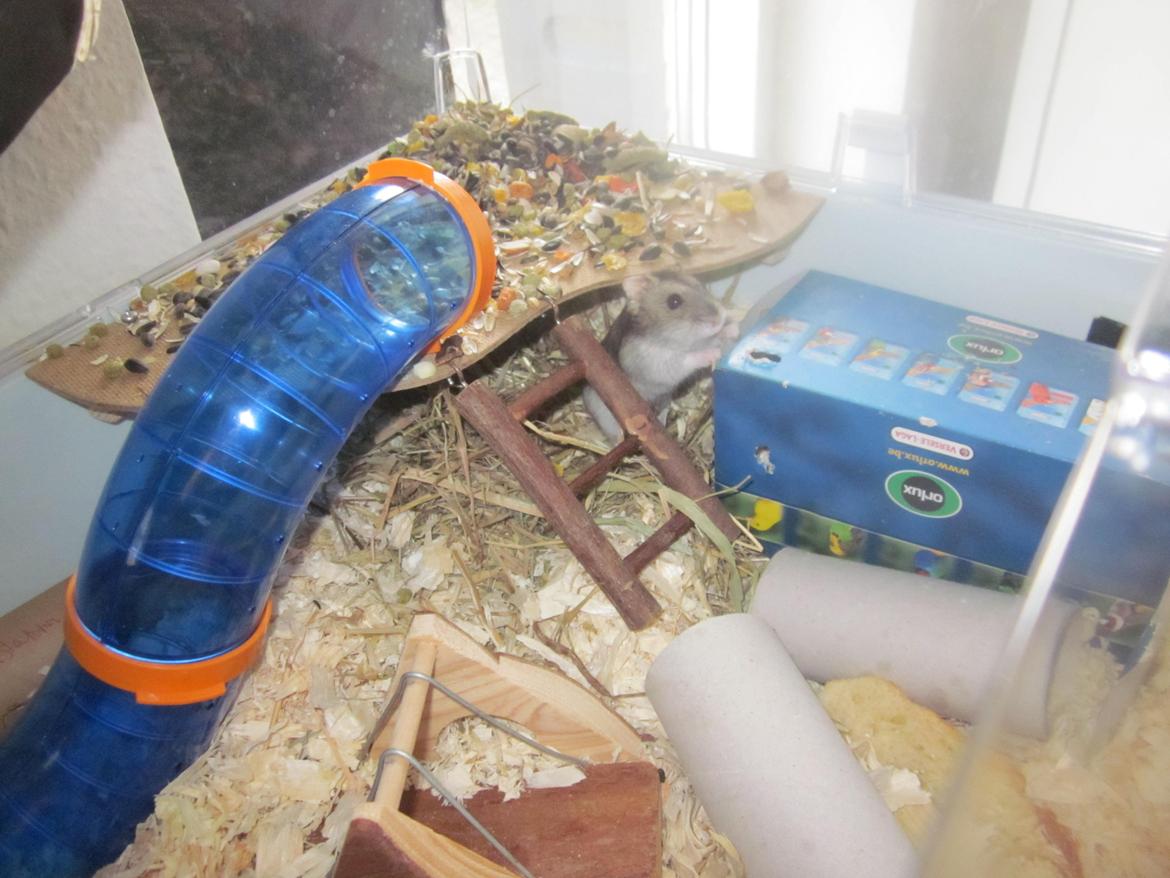 Dværghamster Betteski billede 11