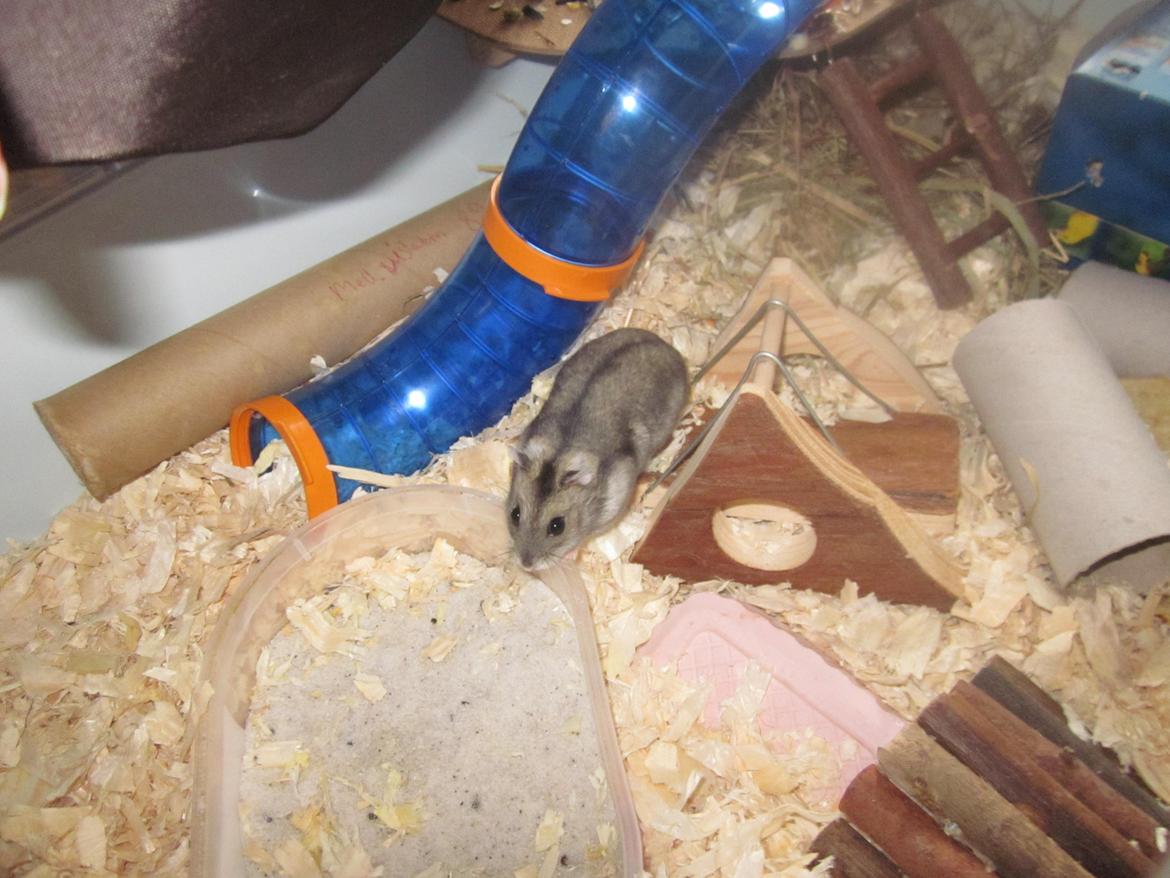 Dværghamster Betteski billede 12