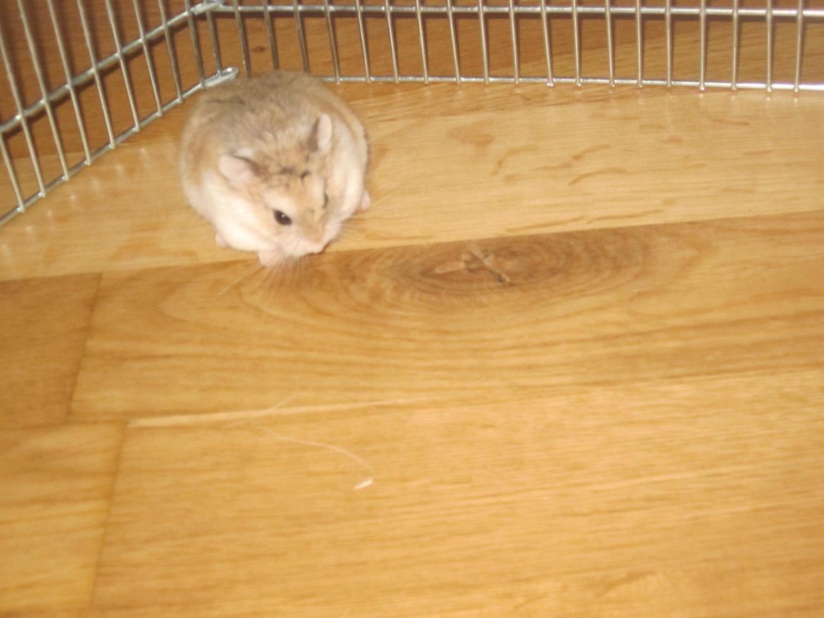 Dværghamster Eigil billede 13