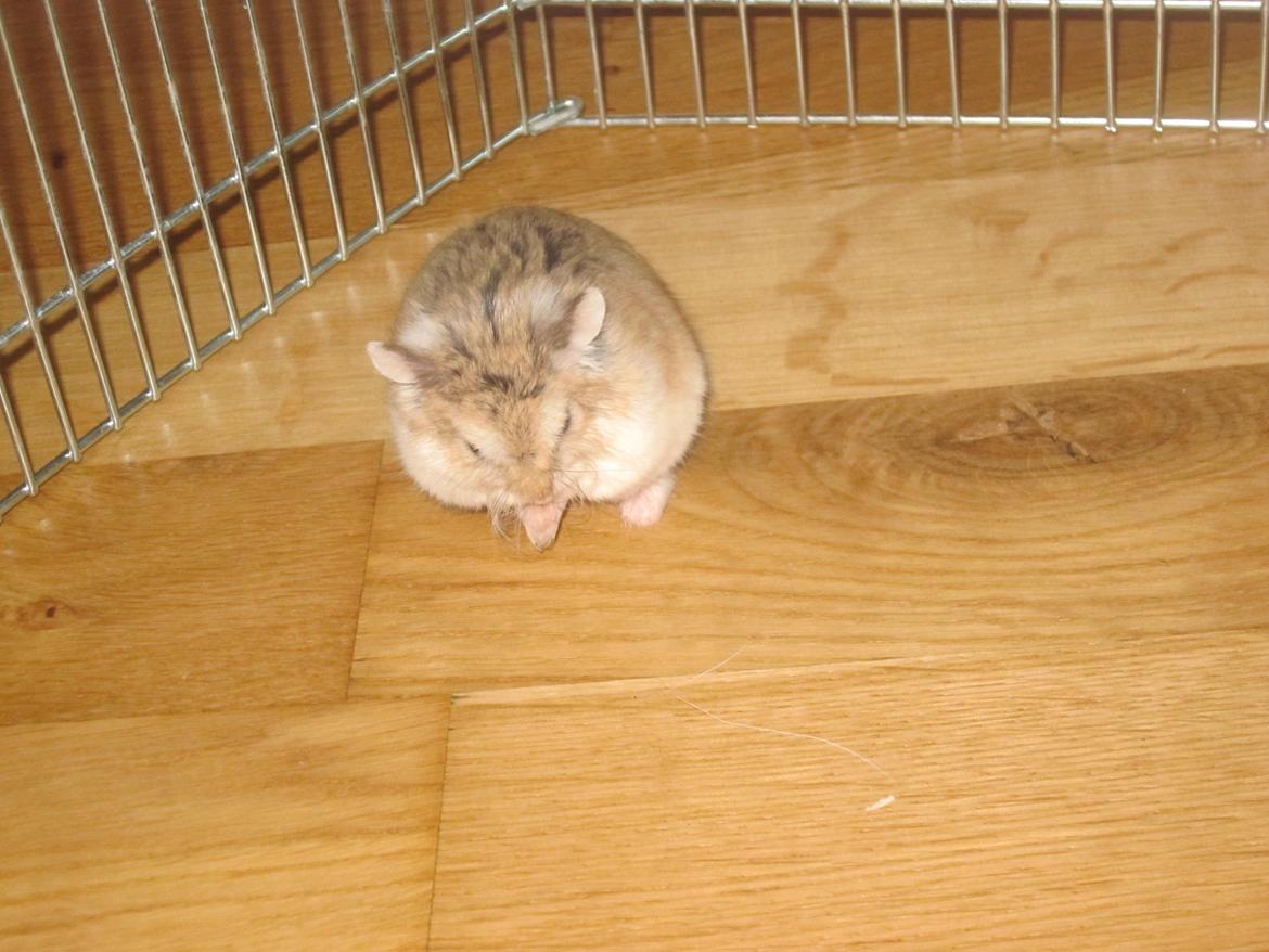 Dværghamster Eigil billede 14