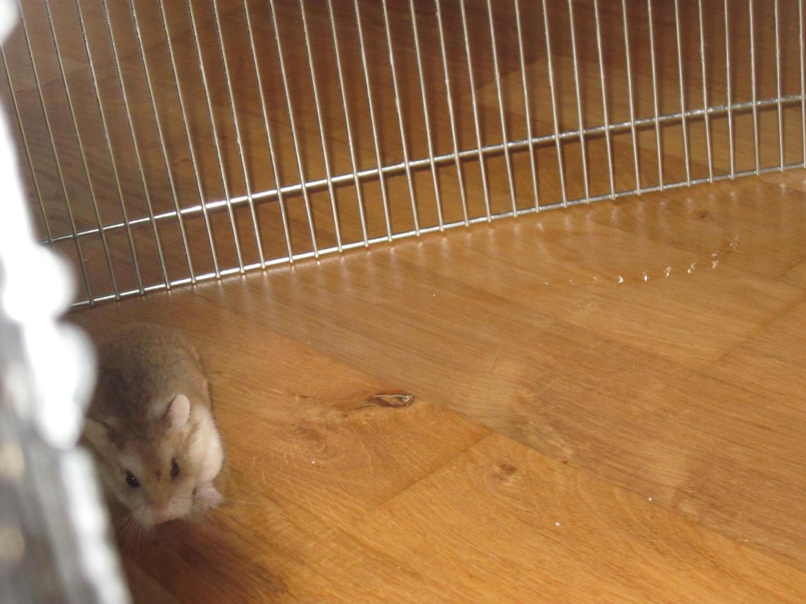 Dværghamster Eigil billede 15