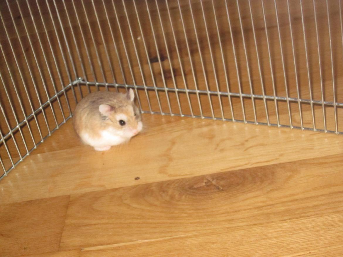 Dværghamster Eigil billede 16