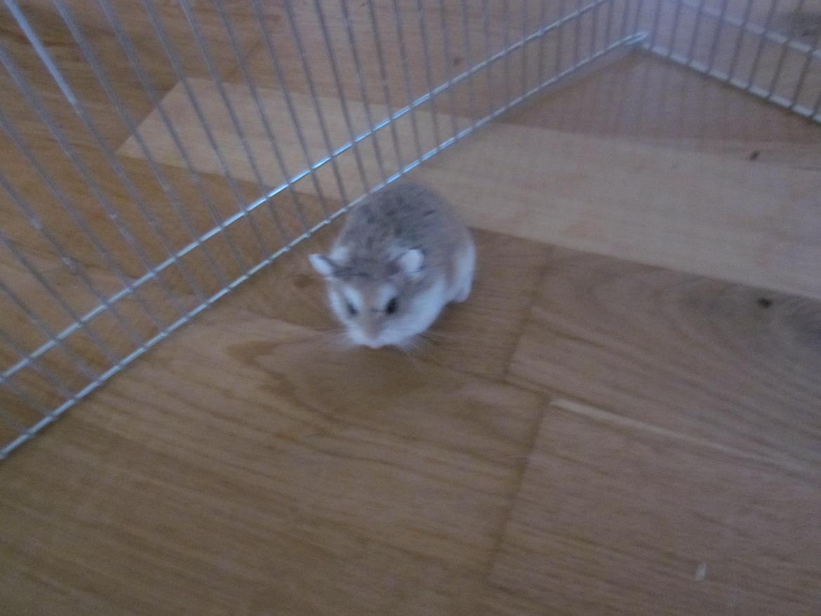 Dværghamster Eigil billede 17