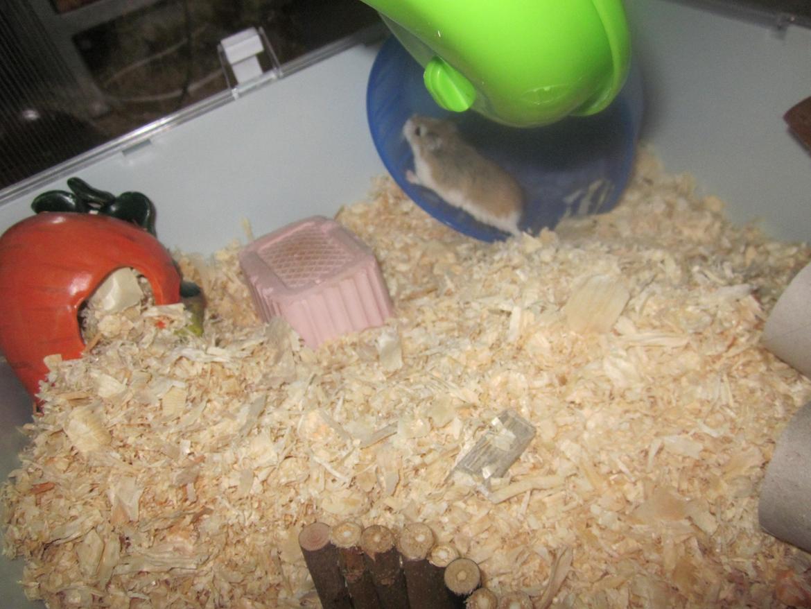 Dværghamster Eigil billede 2