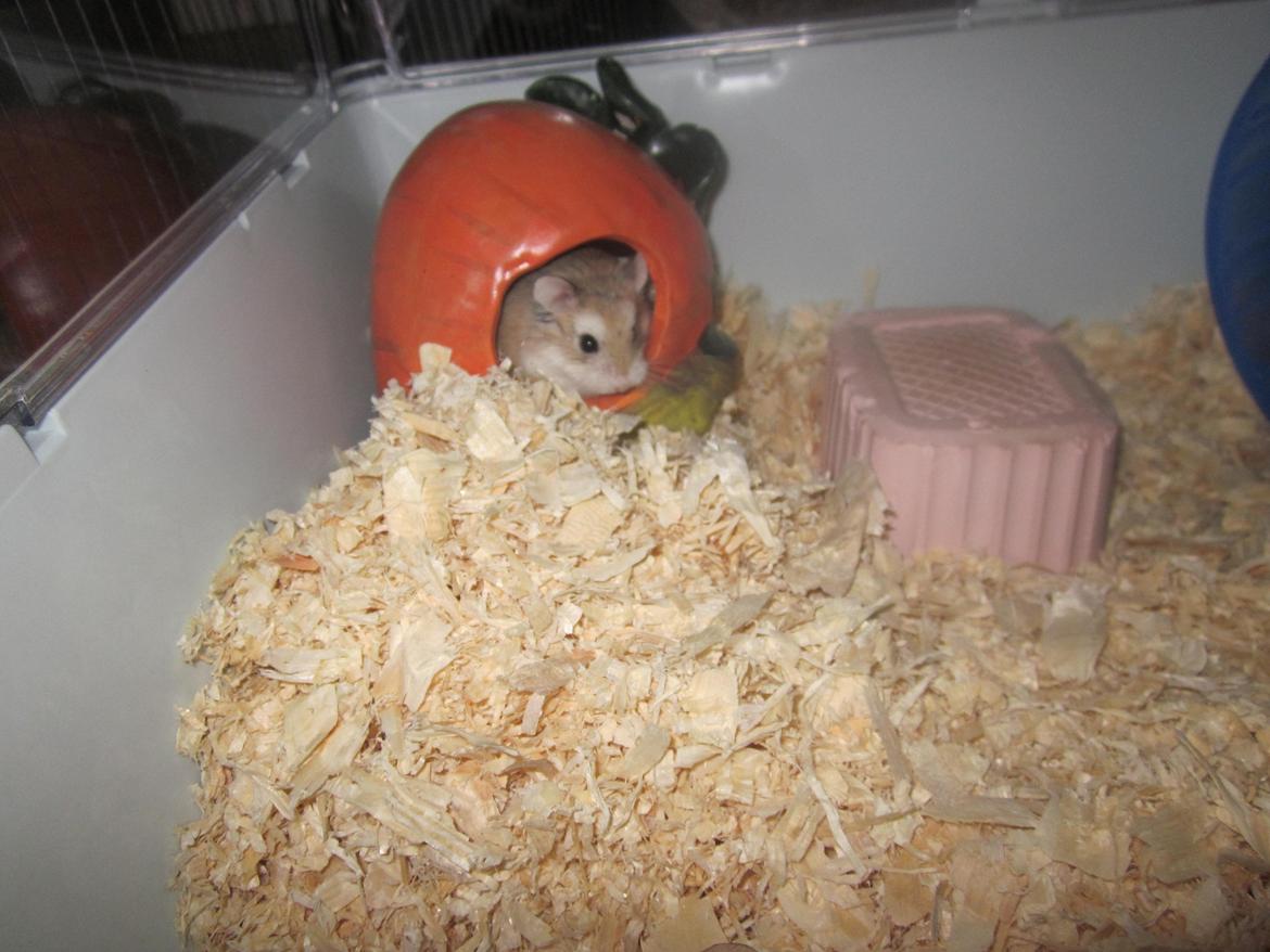 Dværghamster Eigil billede 1