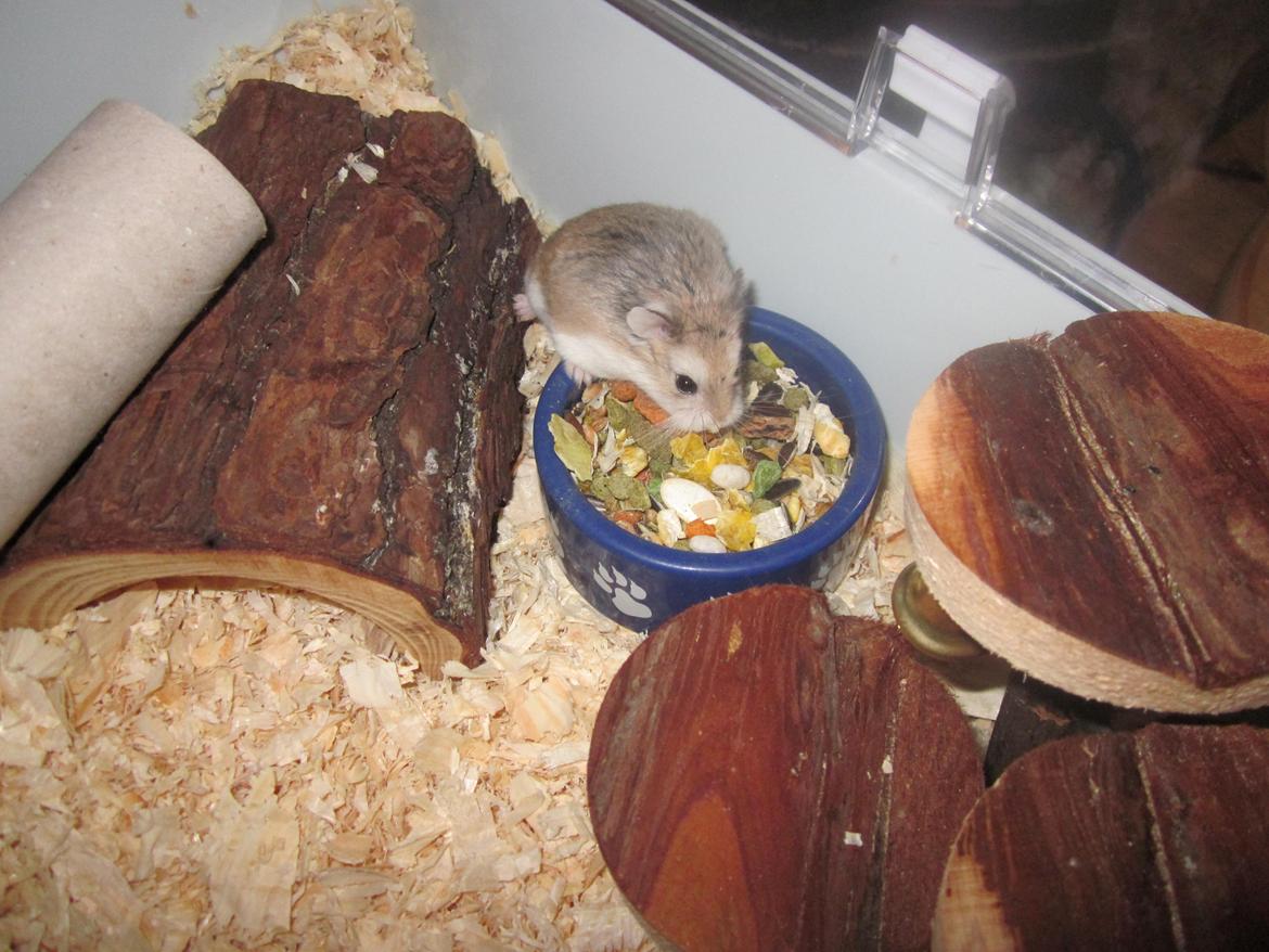 Dværghamster Eigil billede 3