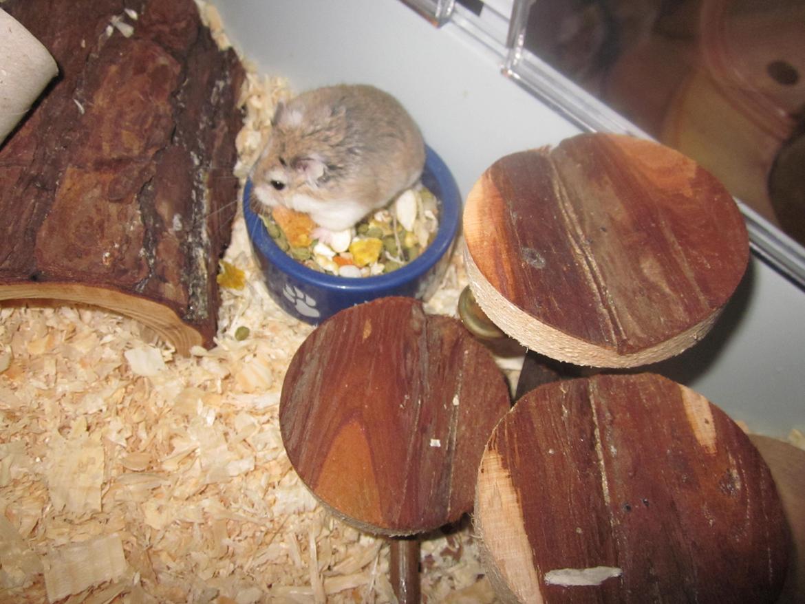 Dværghamster Eigil billede 6