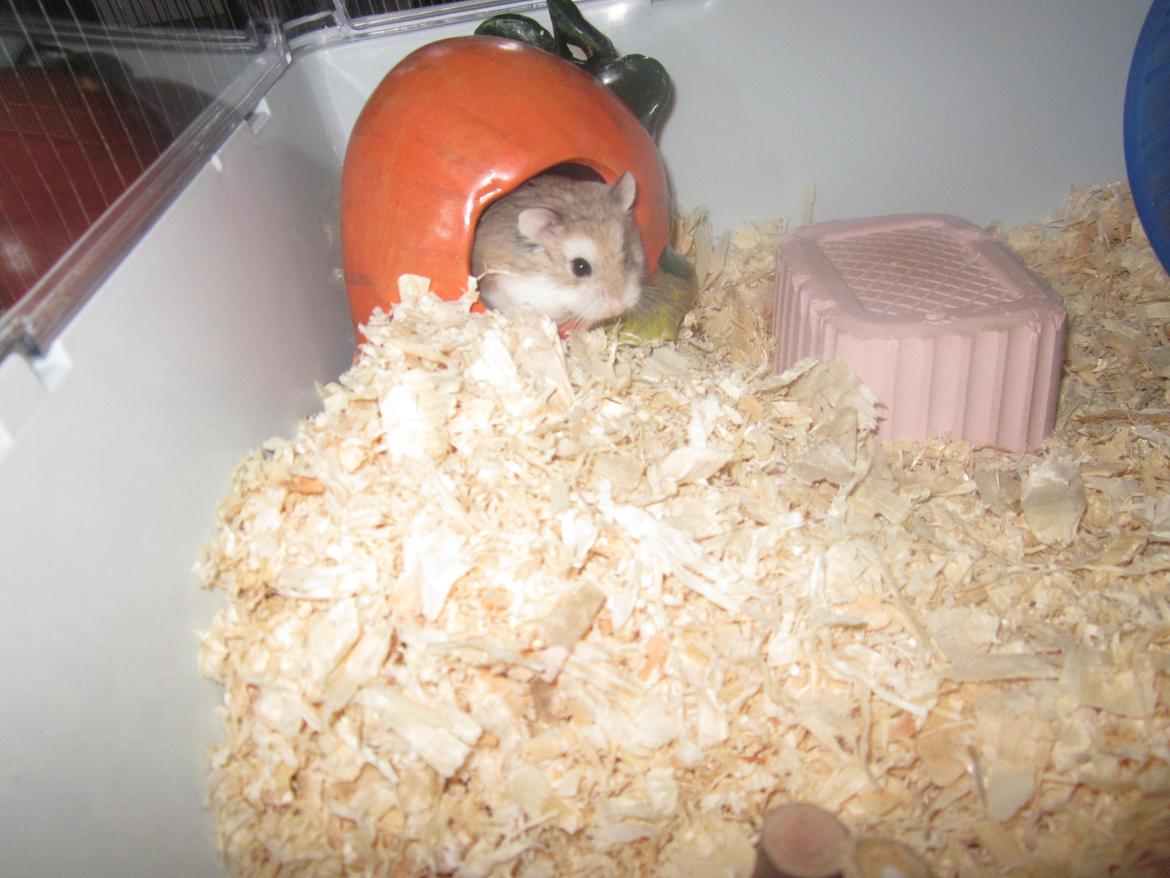 Dværghamster Eigil billede 5