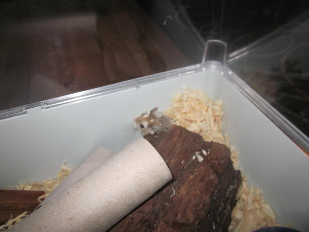 Dværghamster Eigil billede 7