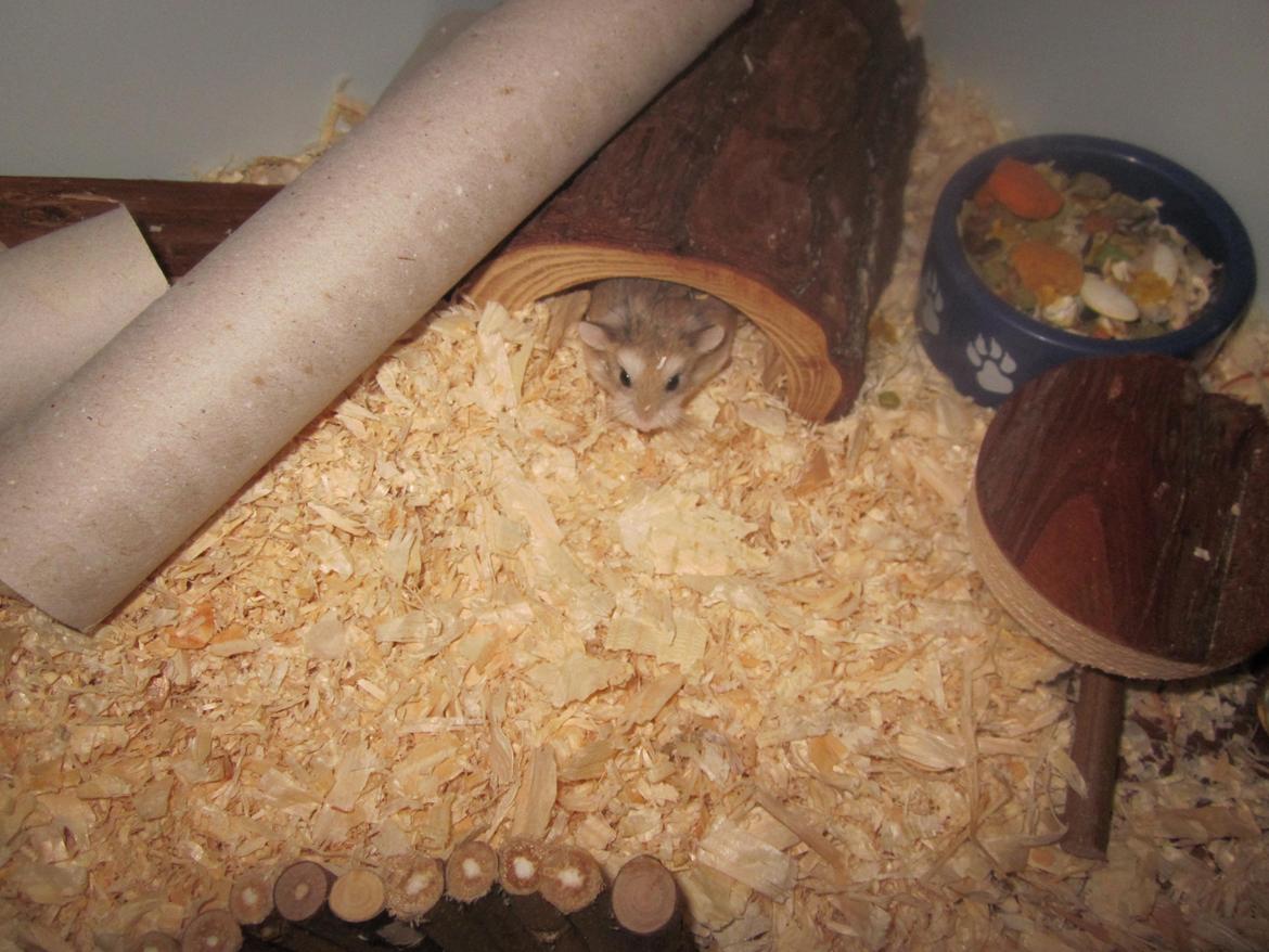 Dværghamster Eigil billede 12