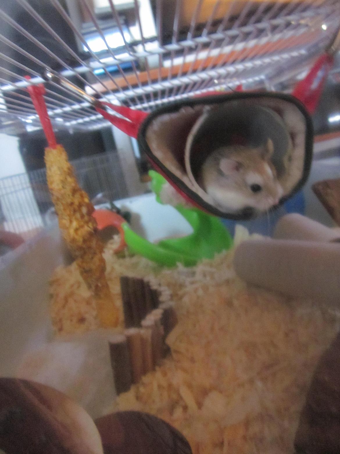 Dværghamster Eigil billede 11