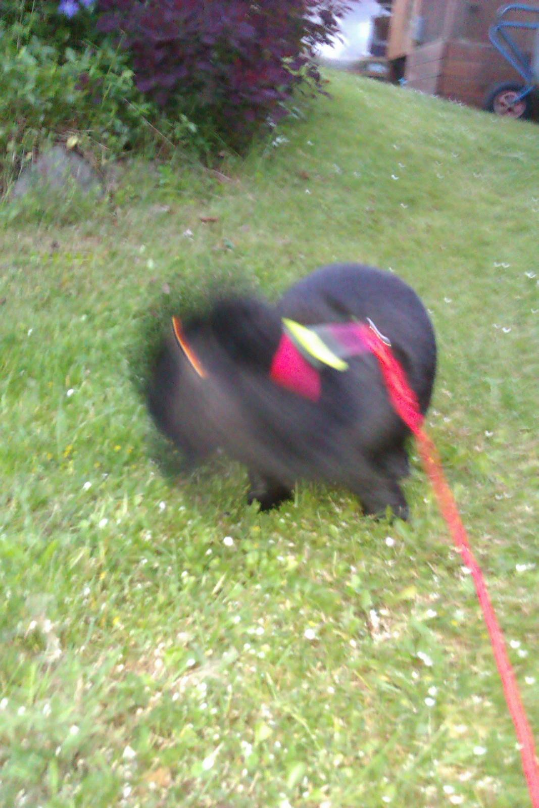 Kanin Momse billede 7