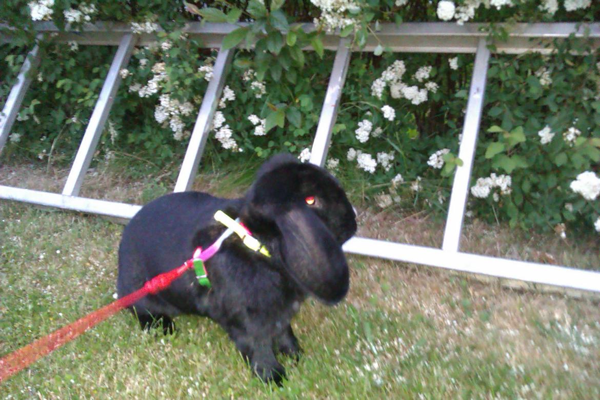 Kanin Momse billede 8