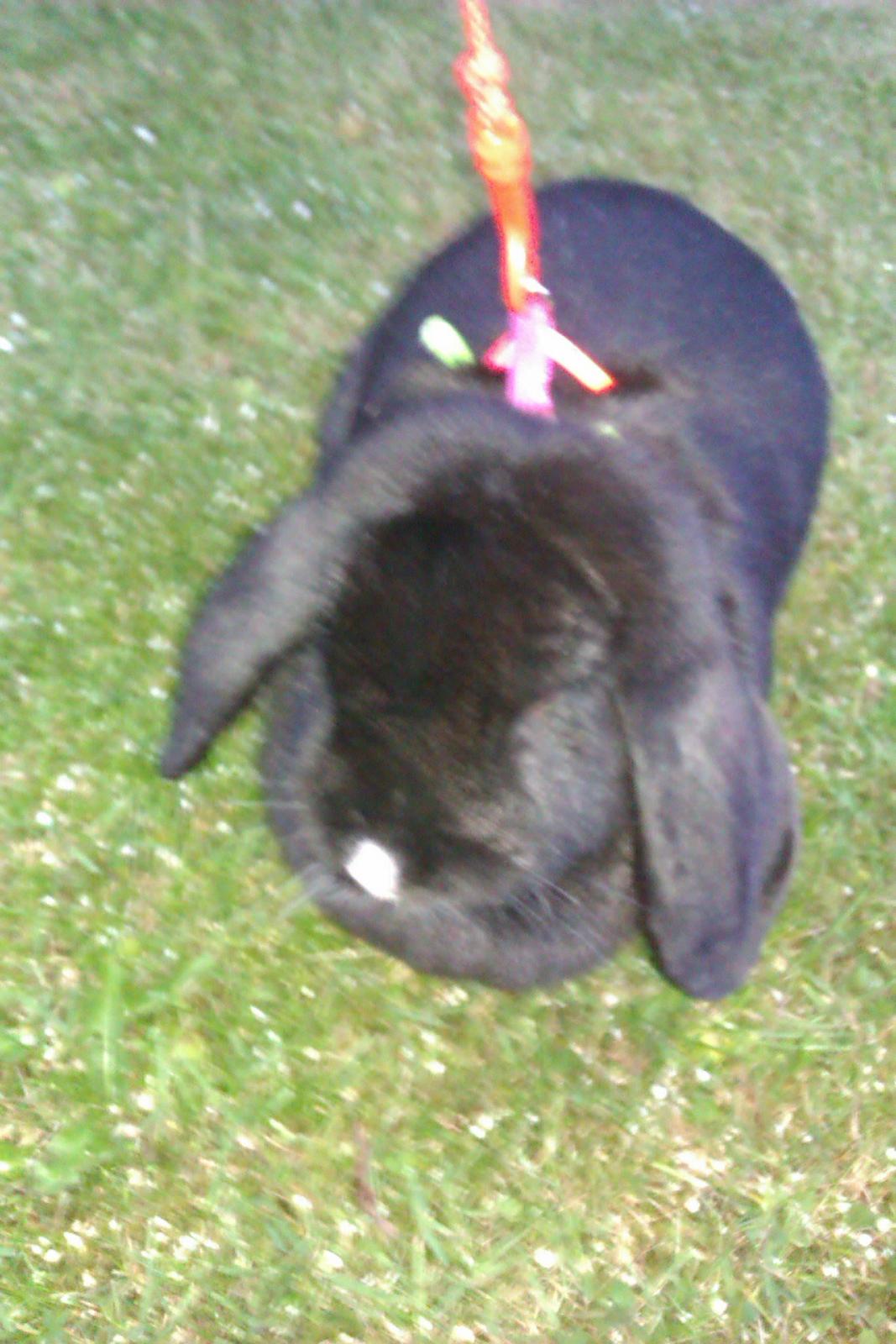 Kanin Momse billede 9