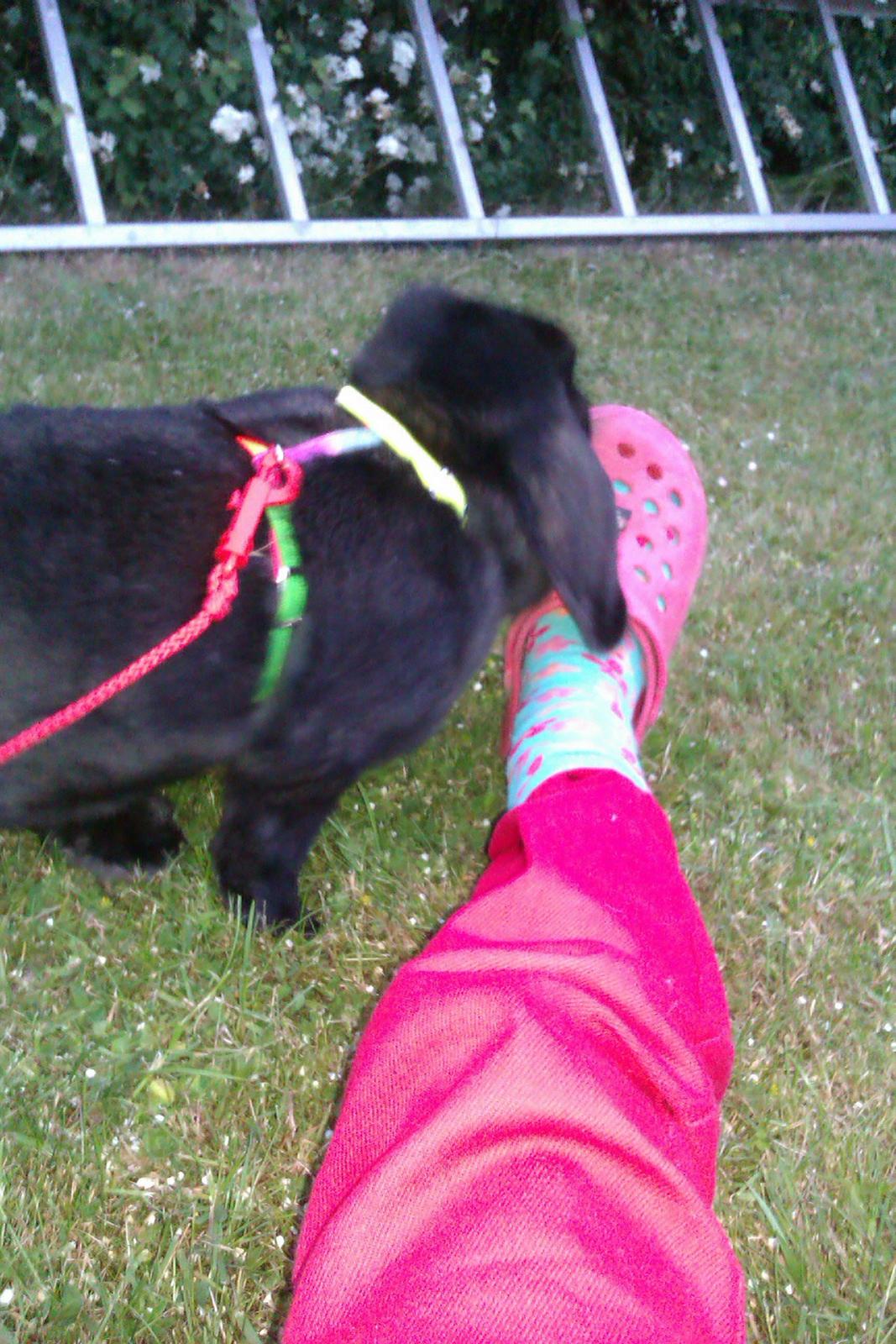 Kanin Momse billede 10