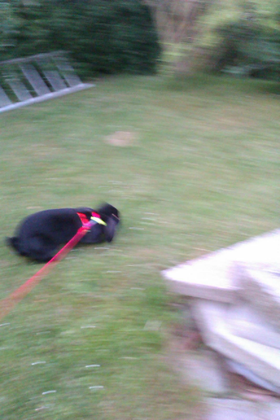 Kanin Momse billede 11