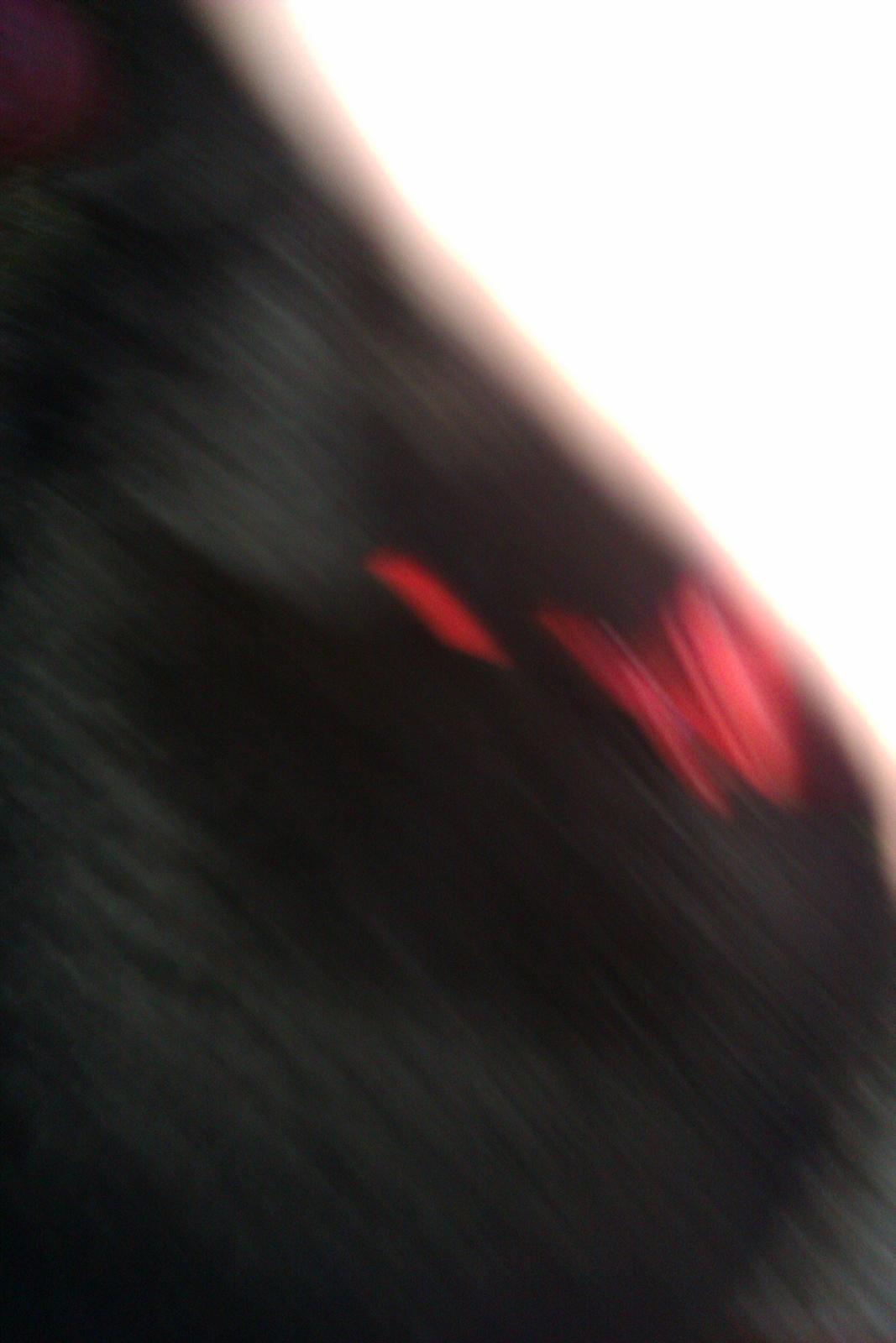 Kanin Momse billede 12