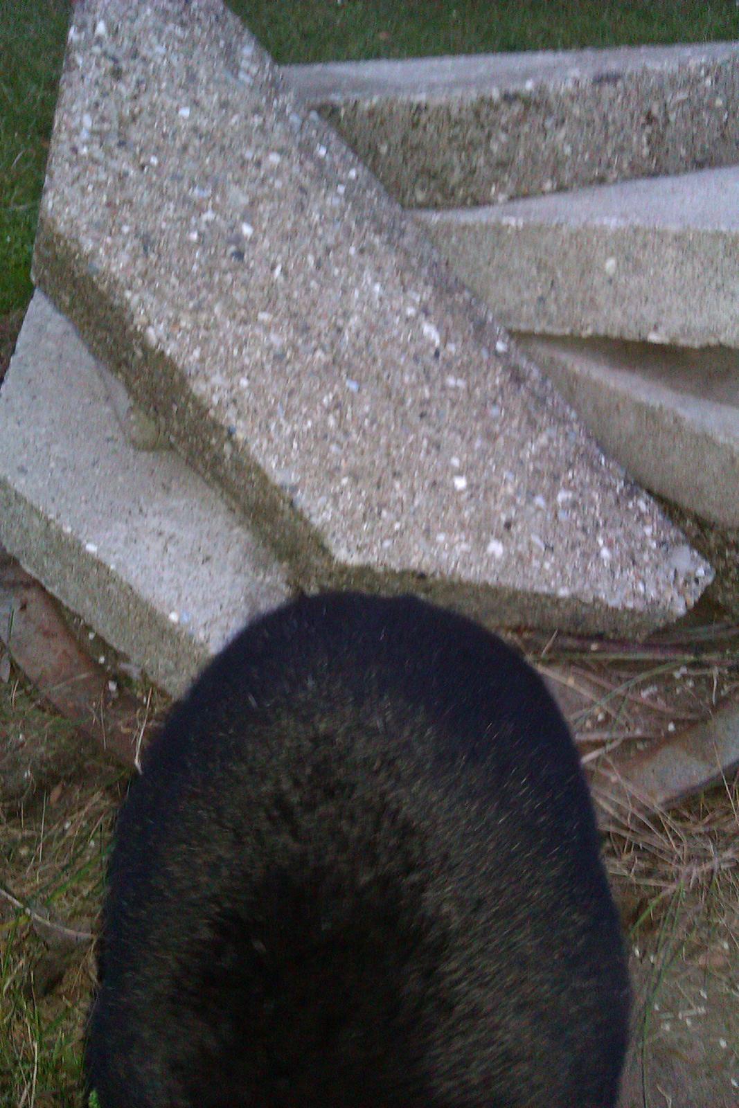 Kanin Momse billede 13