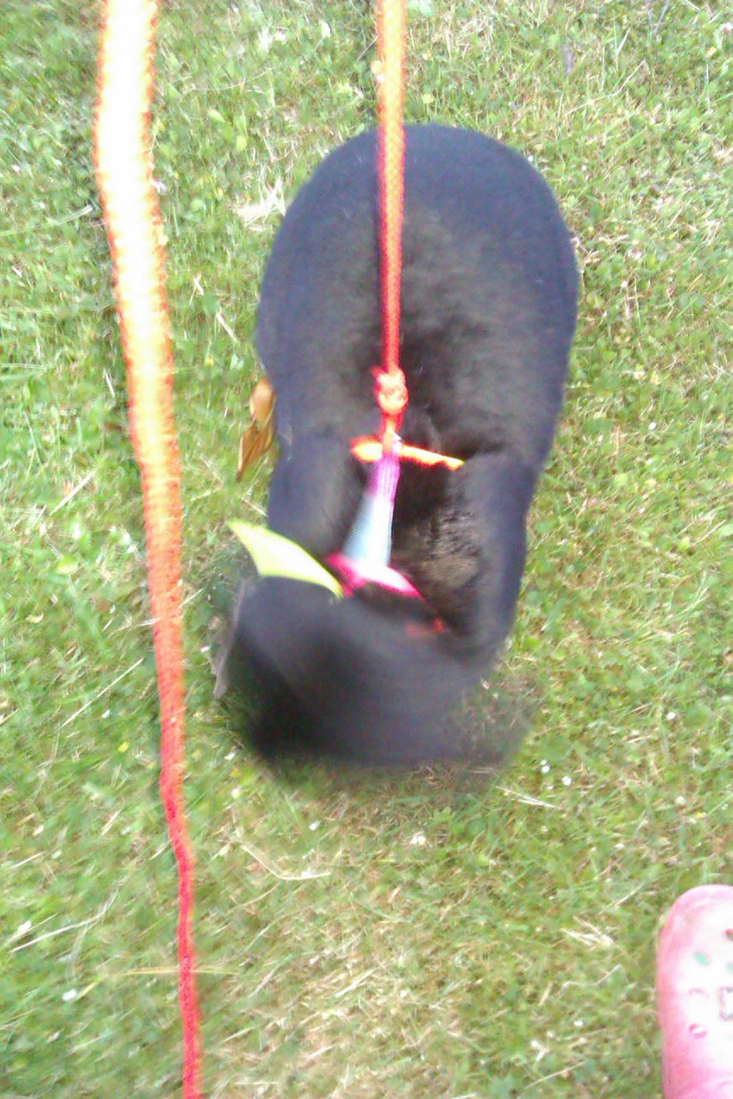 Kanin Momse billede 14