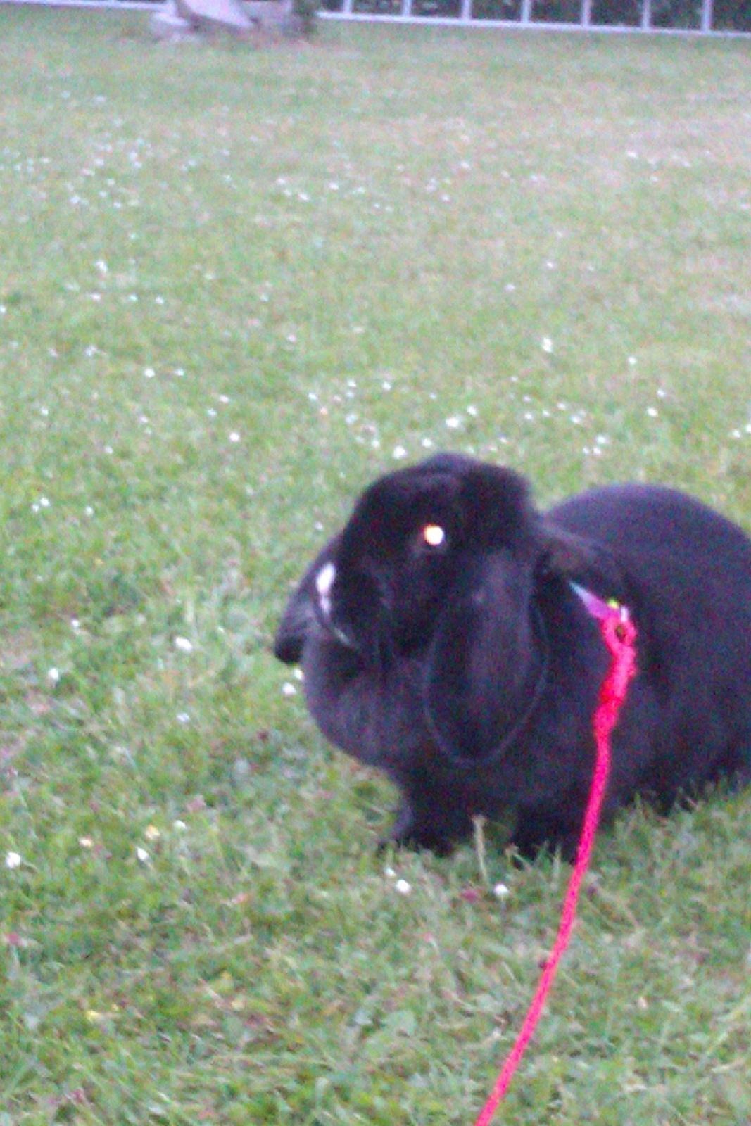 Kanin Momse billede 16