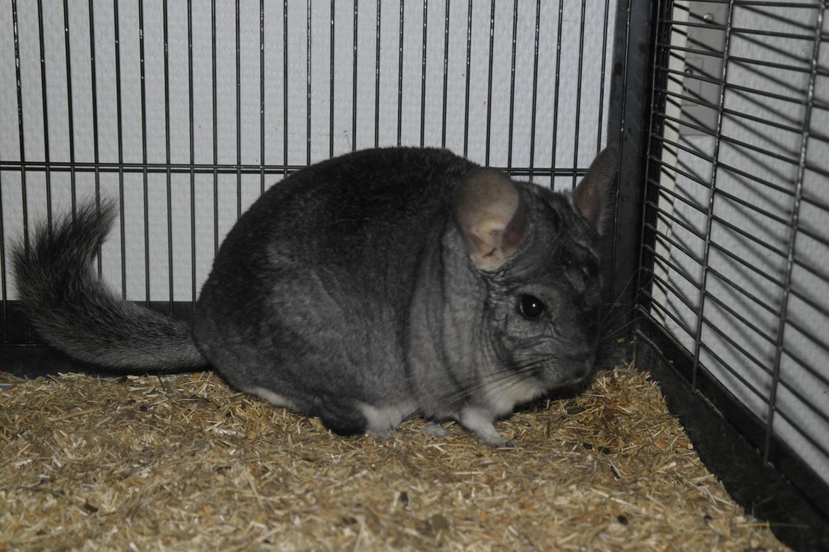 Chinchilla Bubbi billede 8