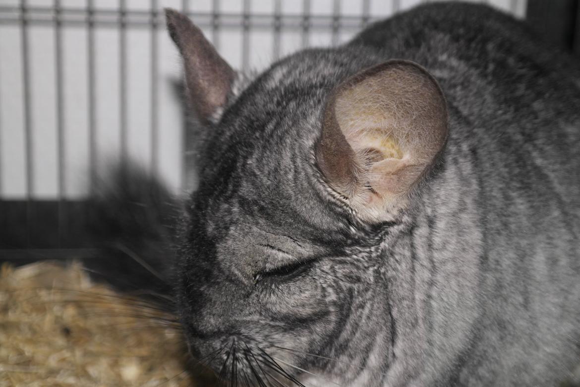 Chinchilla Bubbi billede 9