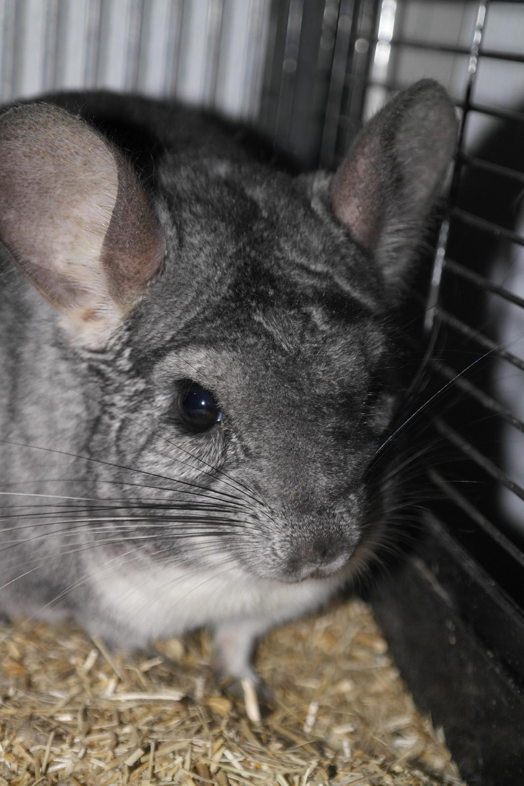 Chinchilla Bubbi billede 10