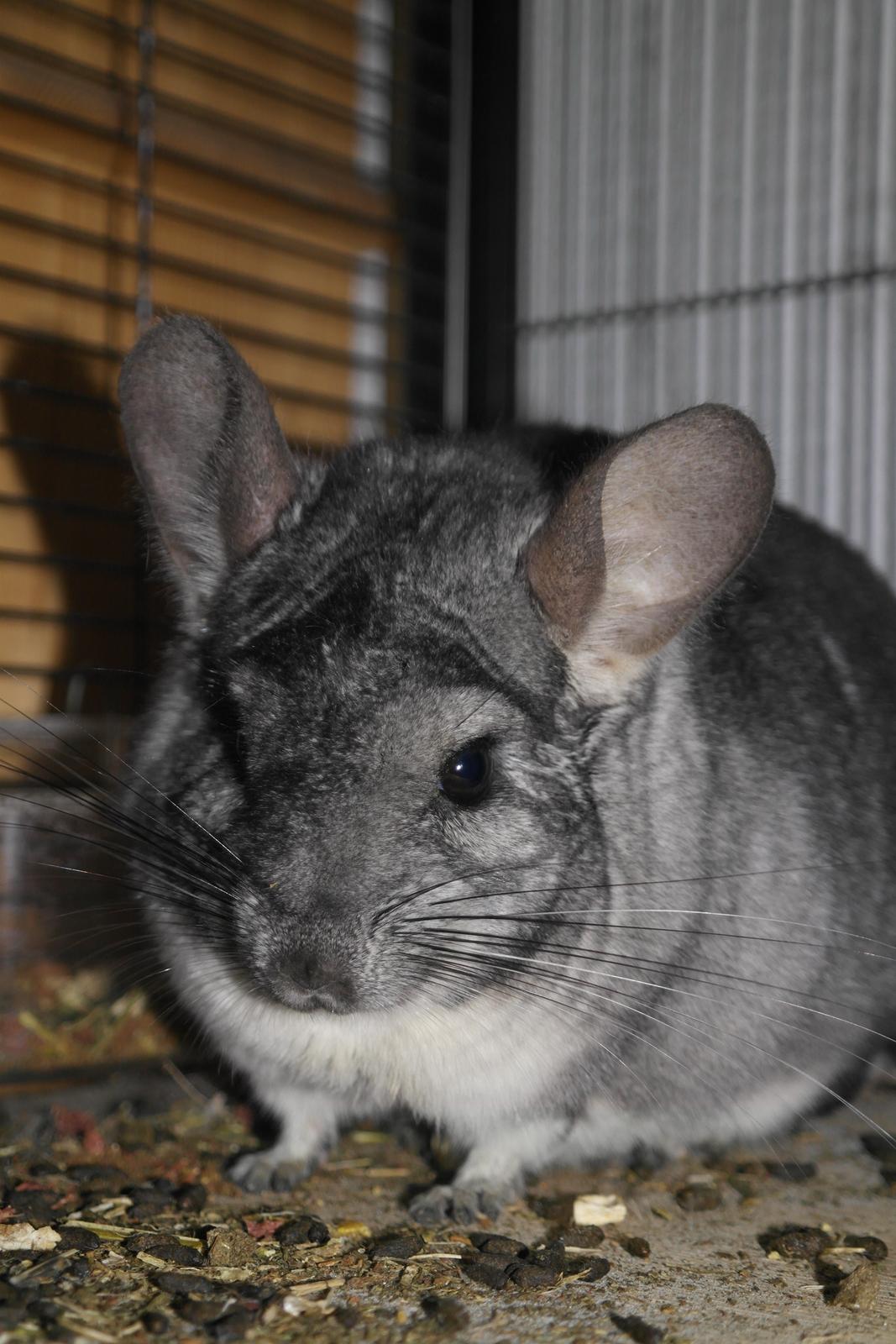 Chinchilla Bubbi billede 11