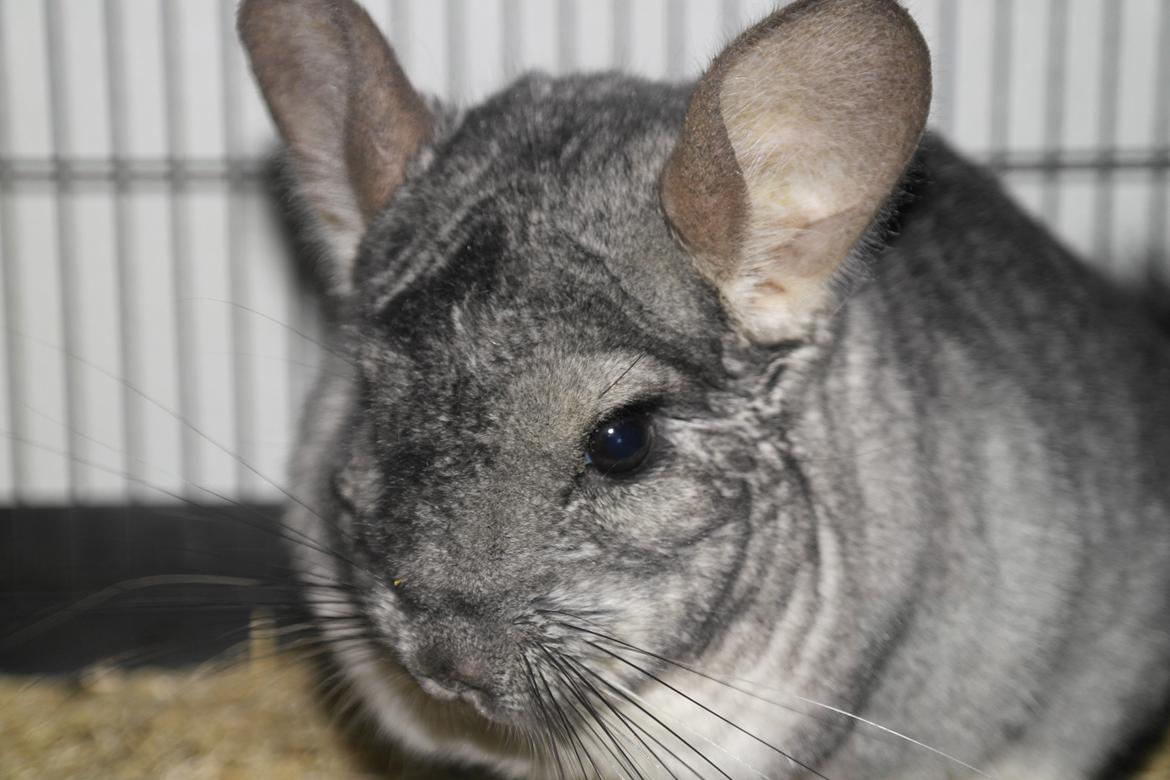 Chinchilla Bubbi billede 12
