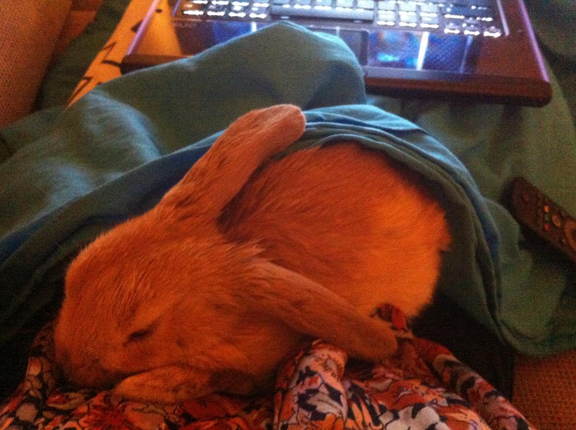 Kanin Albert - Albert ELSKER at ligge hos en og putte. Han er virkelig en lille kæle kanin.. :) billede 5