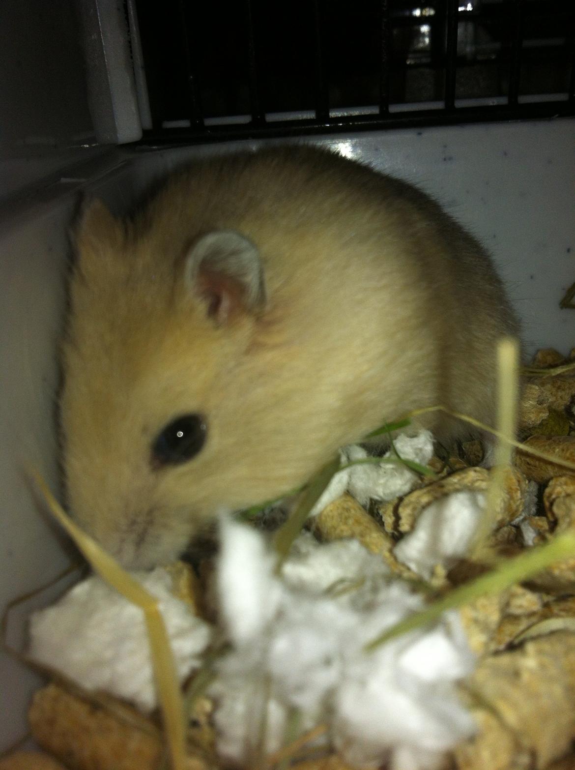 Dværghamster Michael 'Jackson' billede 16