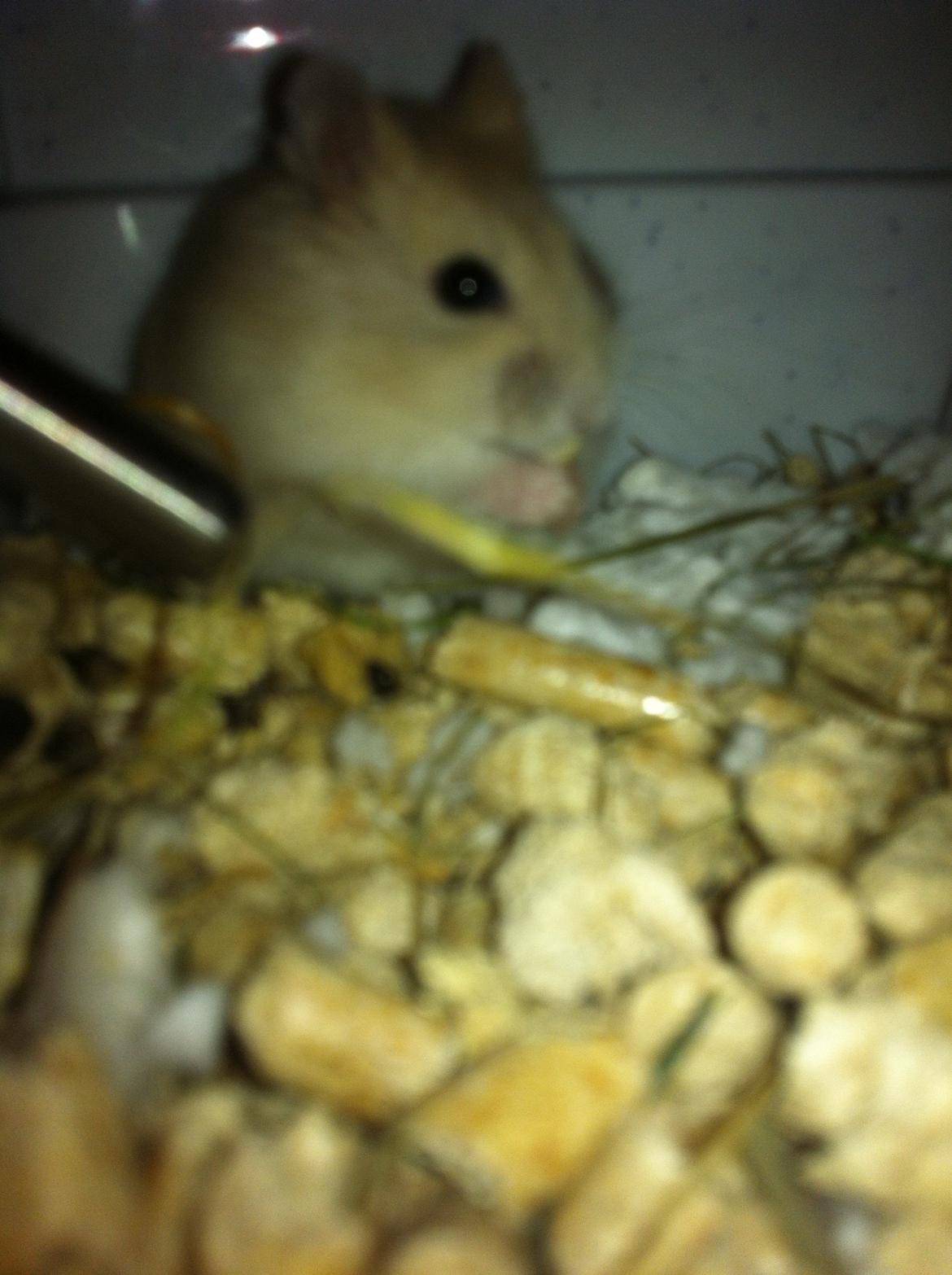 Dværghamster Michael 'Jackson' billede 17