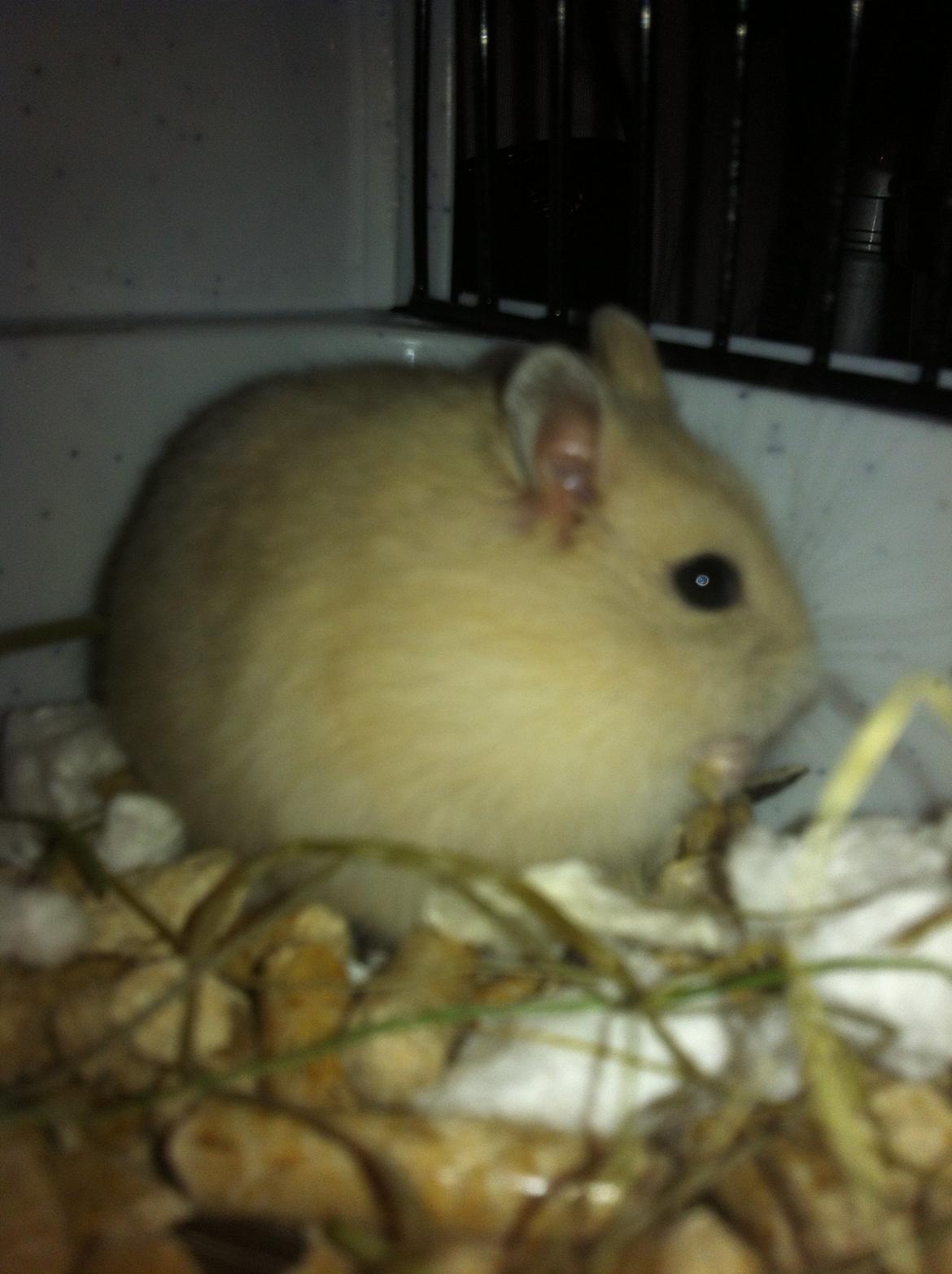 Dværghamster Michael 'Jackson' billede 18