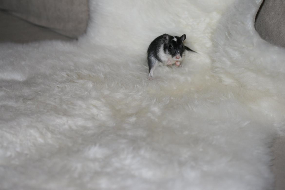 Ørkenrotte Lucas billede 2