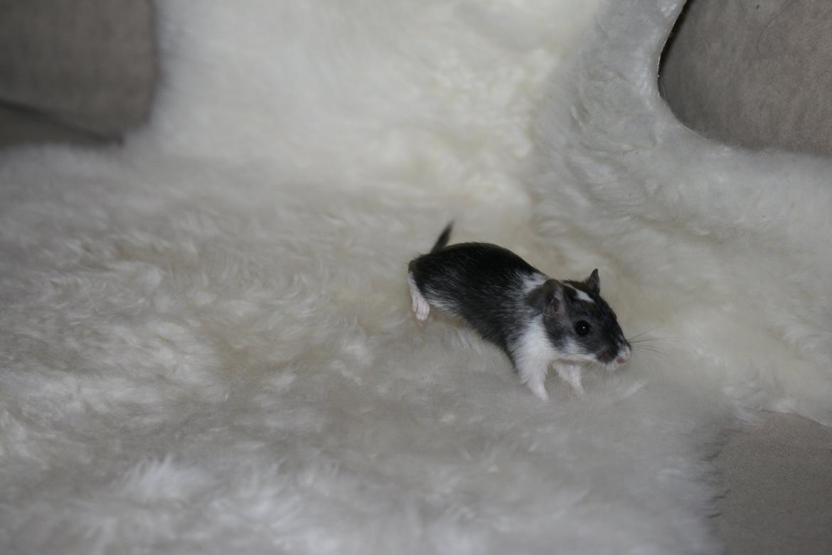 Ørkenrotte Lucas billede 3