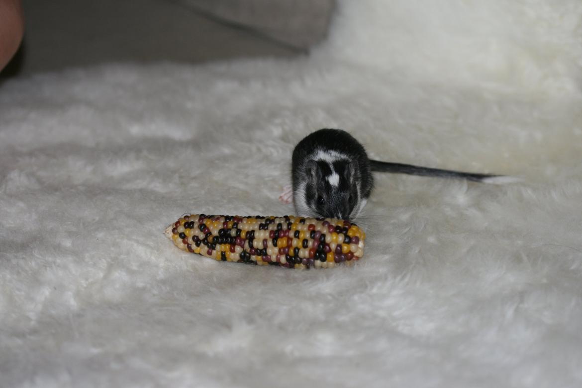 Ørkenrotte Lucas billede 4