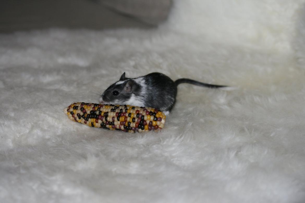 Ørkenrotte Lucas billede 5