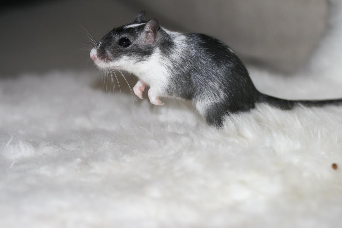 Ørkenrotte Lucas billede 6