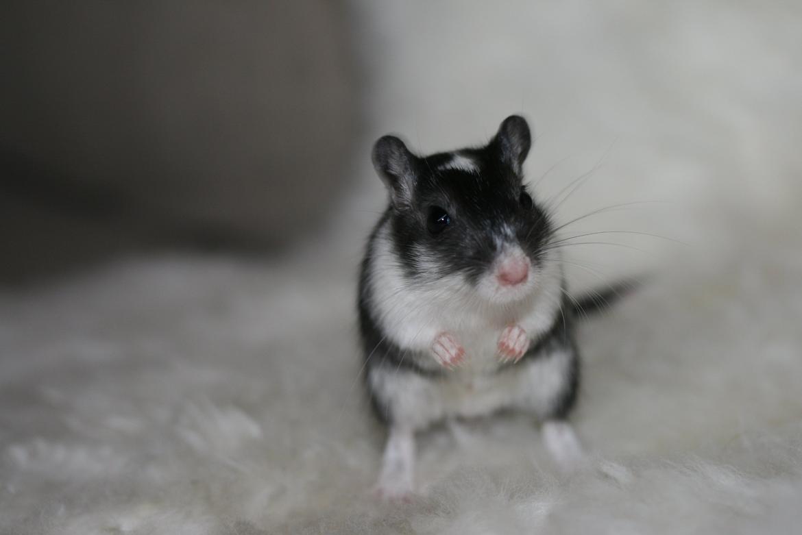 Ørkenrotte Lucas billede 7