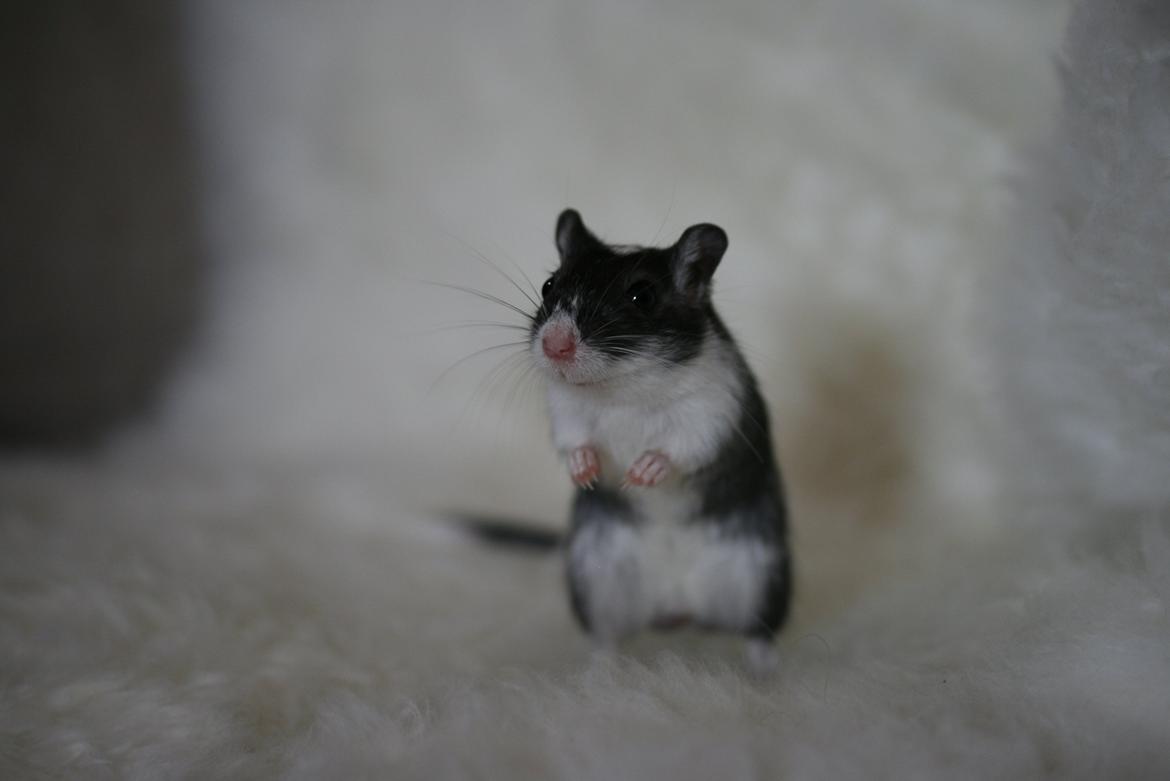 Ørkenrotte Lucas billede 8