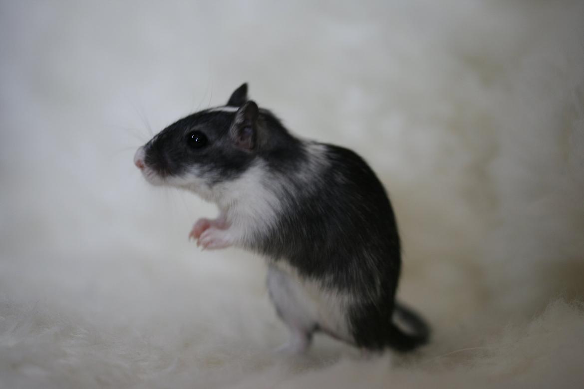 Ørkenrotte Lucas billede 9