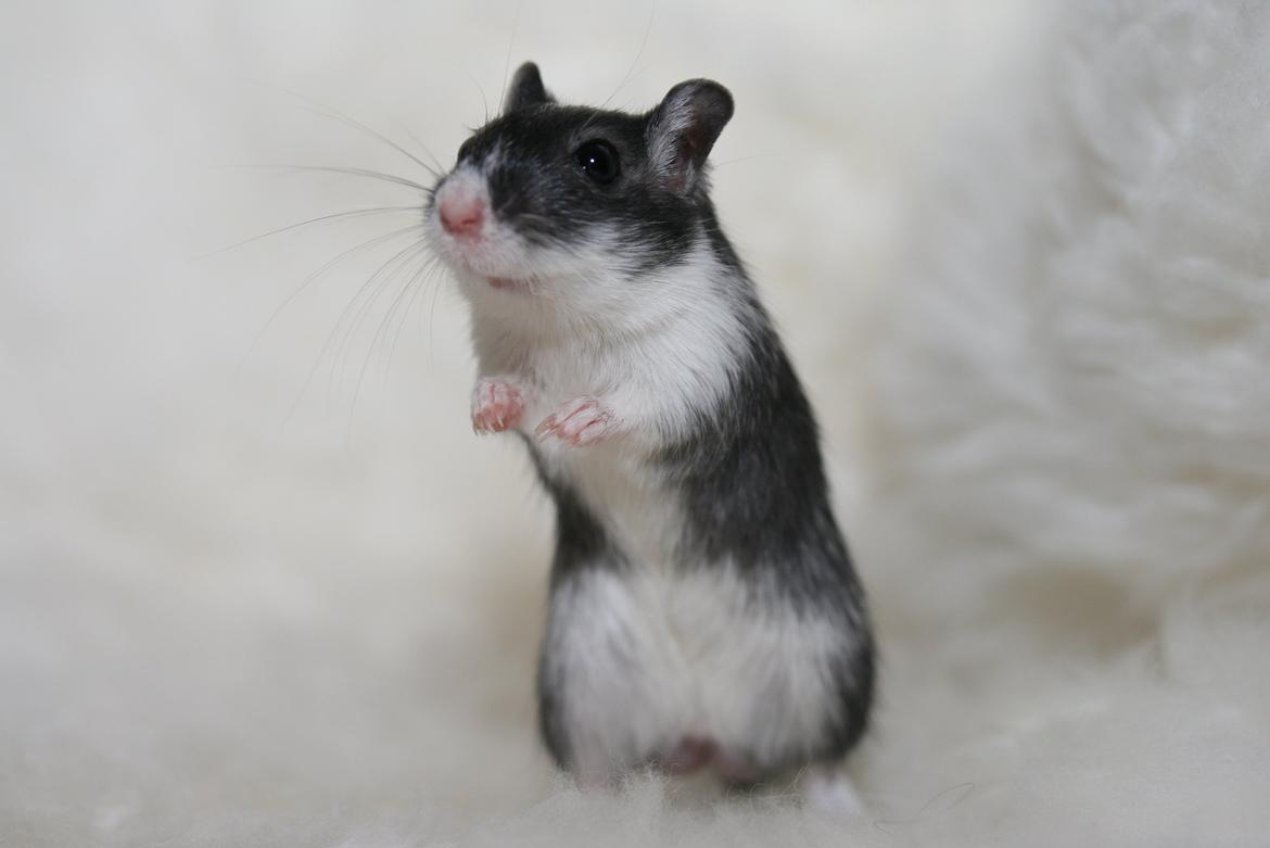 Ørkenrotte Lucas billede 10